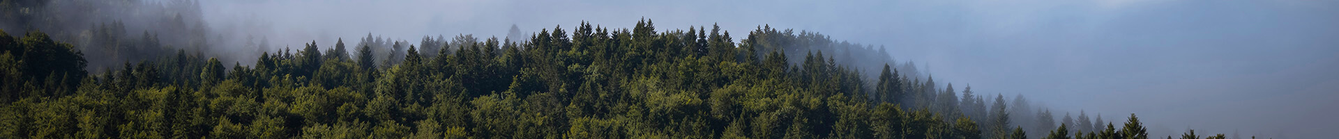 Bosque de pinos con un cielo azul Bosque de pinos con un cielo azul
