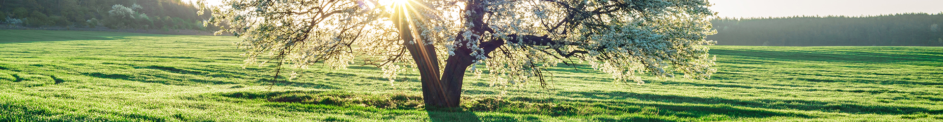 Gama de Fondos sostenibles