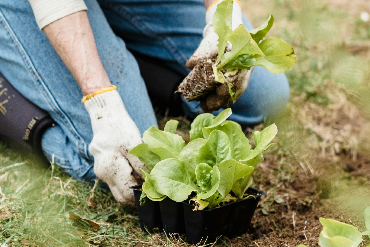 Impacto de las economías emergentes en la producción agrícola.