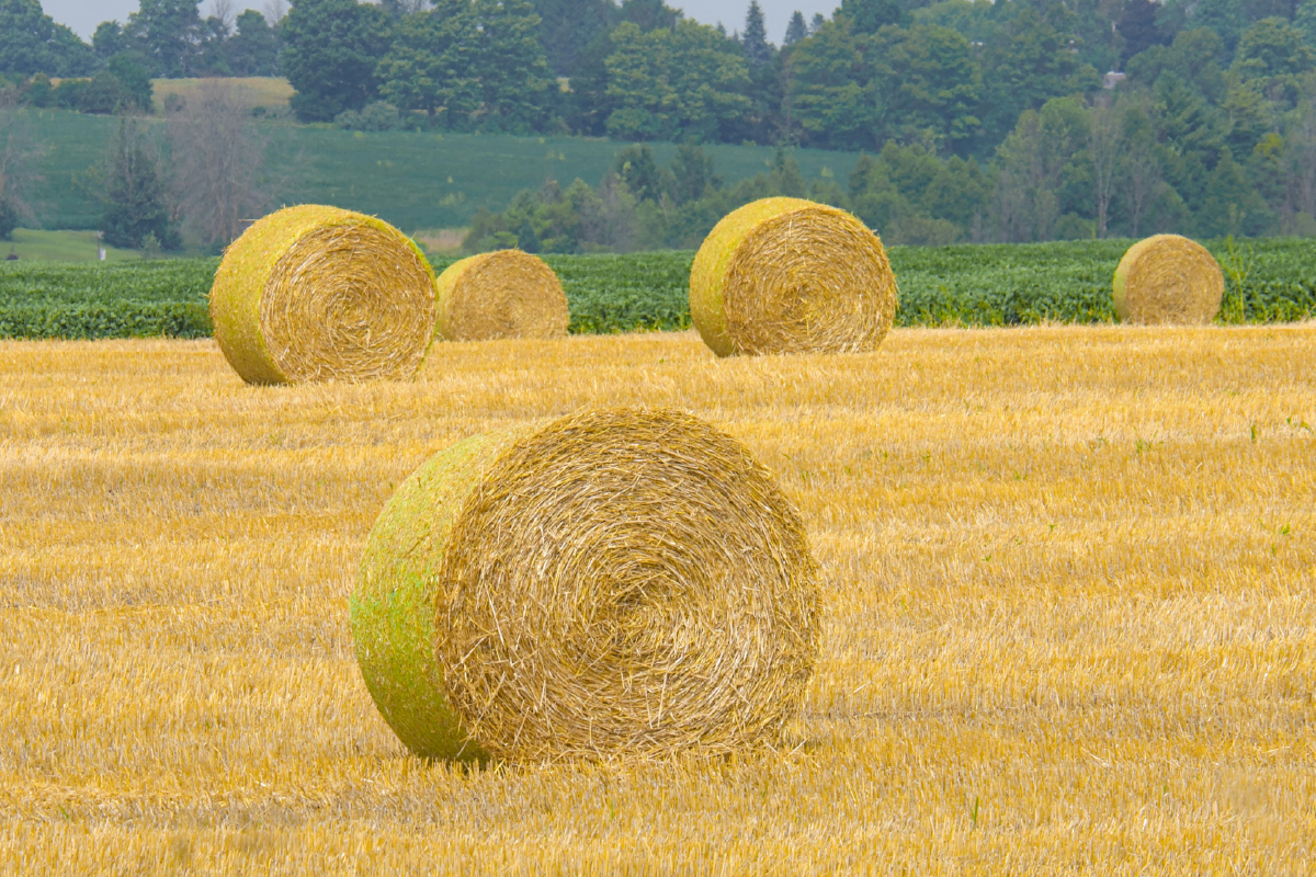 PAC y protestas: qué se ha logrado y qué falta PAC y protestas: qué se ha logrado y qué falta