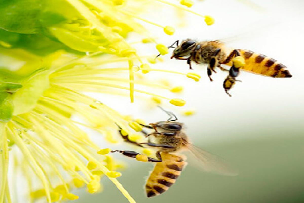 ¿Qué pasaría en un mundo sin abejas?